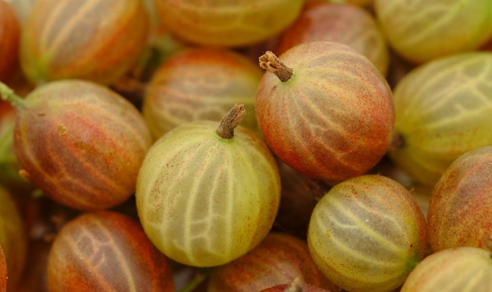 Ripe gooseberries with striped skin clustered together.