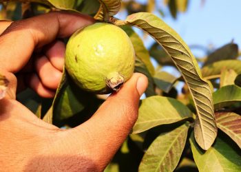 Hand picking a ripe guava from the tree.