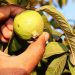 Hand picking a ripe guava from the tree.