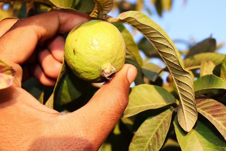 Hand picking a ripe guava from the tree.