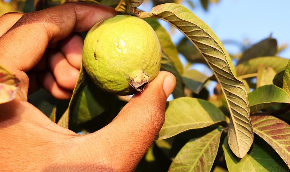 Hand picking a ripe guava from the tree.