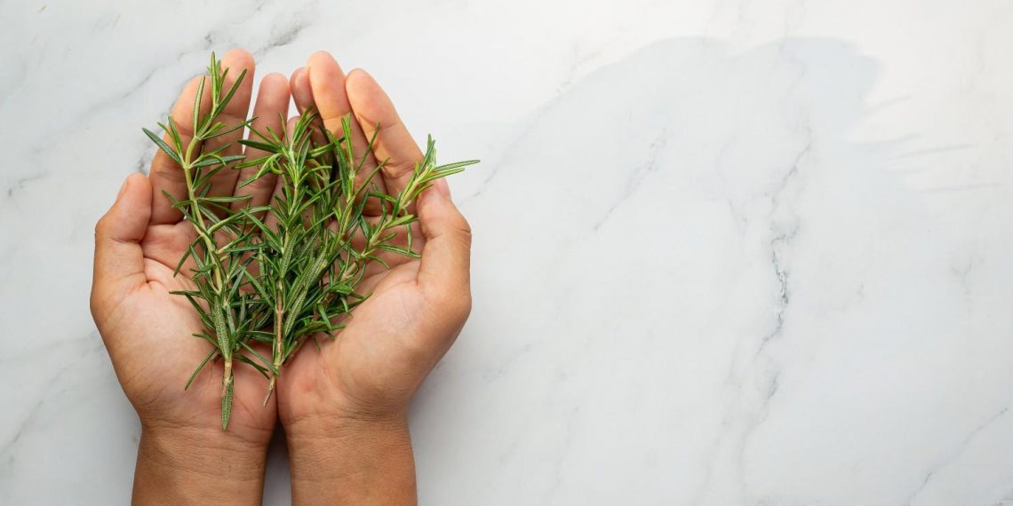 Hands holding fresh rosemary sprigs against a marble background.