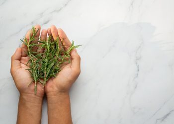 Hands holding fresh rosemary sprigs against a marble background.