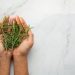 Hands holding fresh rosemary sprigs against a marble background.