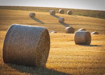 Hay bales scattered across a golden field in sunlight.