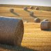 Hay bales scattered across a golden field in sunlight.