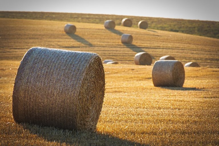 Hay bales scattered across a golden field in sunlight.