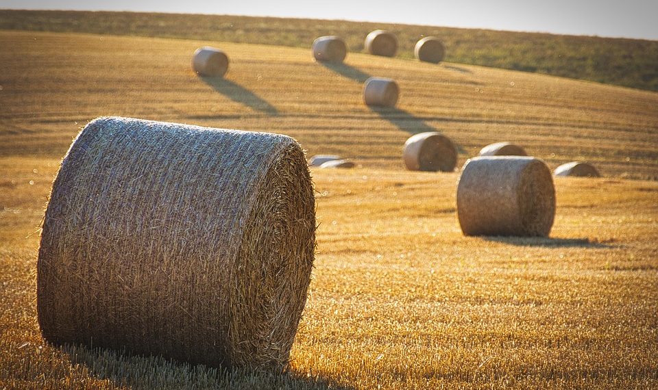 Hay bales scattered across a golden field in sunlight.