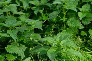 Lush green stinging nettle plants in sunlight.