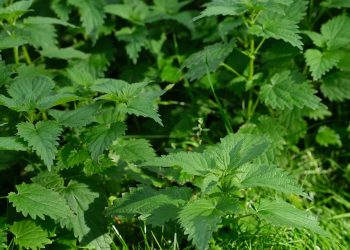 Lush green stinging nettle plants in sunlight.