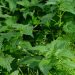 Lush green stinging nettle plants in sunlight.