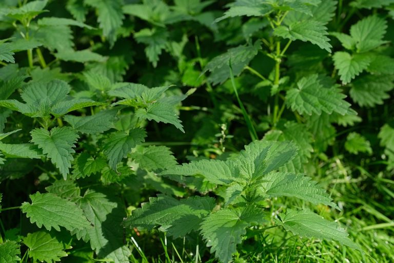 Lush green stinging nettle plants in sunlight.
