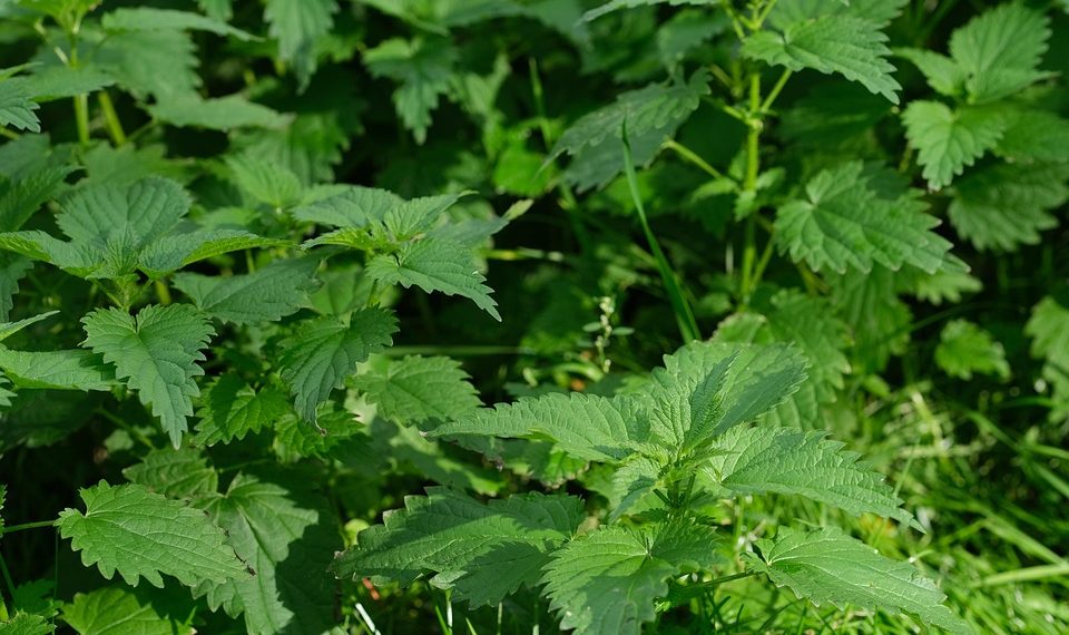 Lush green stinging nettle plants in sunlight.