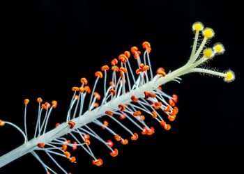 Close-up of vibrant hibiscus stamen with pollen.