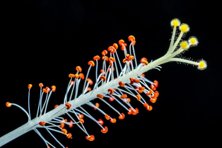Close-up of vibrant hibiscus stamen with pollen.