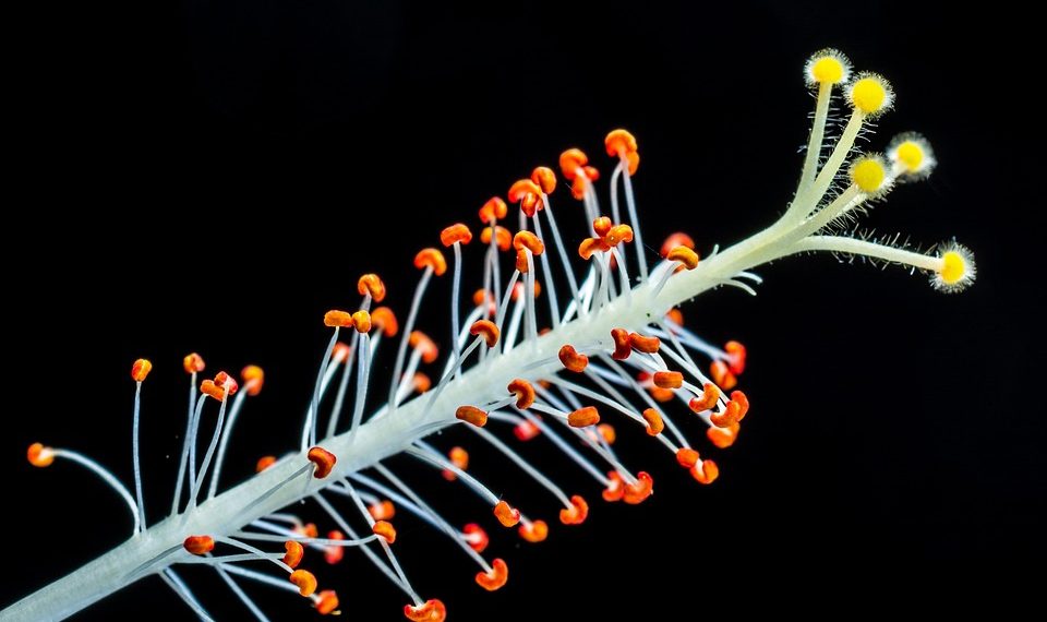 Close-up of vibrant hibiscus stamen with pollen.