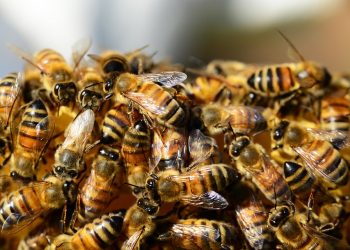 Bees clustered together on a honeycomb.