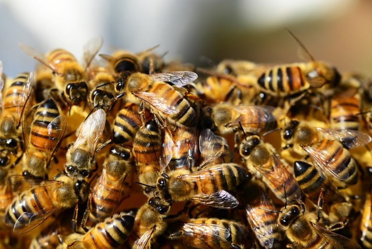 Bees clustered together on a honeycomb.