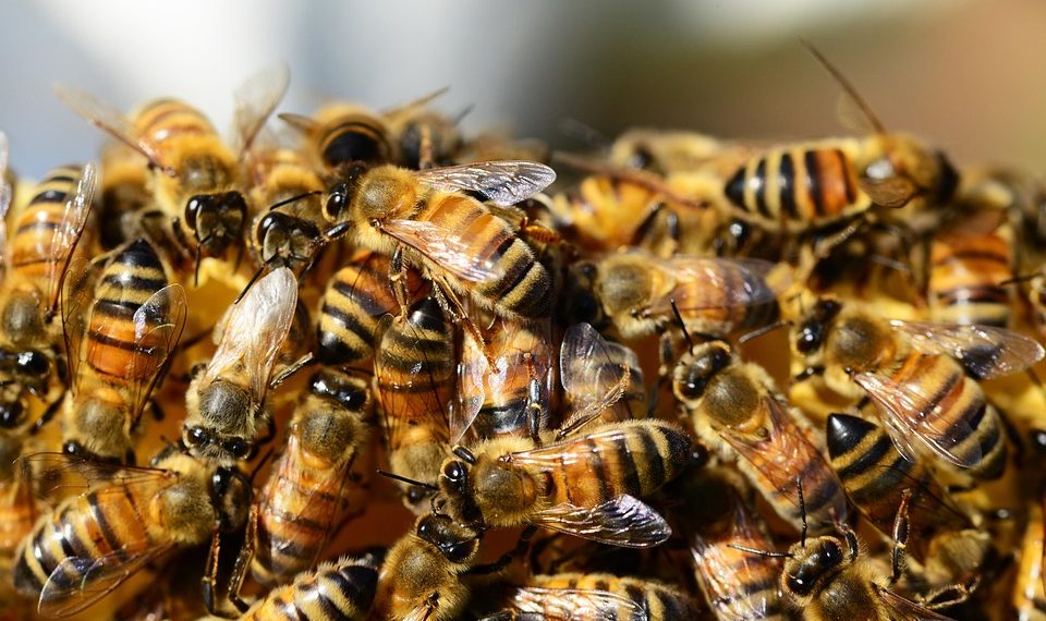Bees clustered together on a honeycomb.