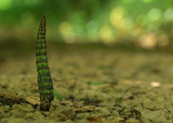 Young plant sprouting from soil in forest setting.