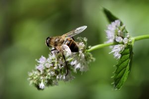 Bee pollinating mint flowers in a garden.