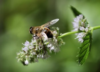 Bee pollinating mint flowers in a garden.