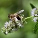 Bee pollinating mint flowers in a garden.
