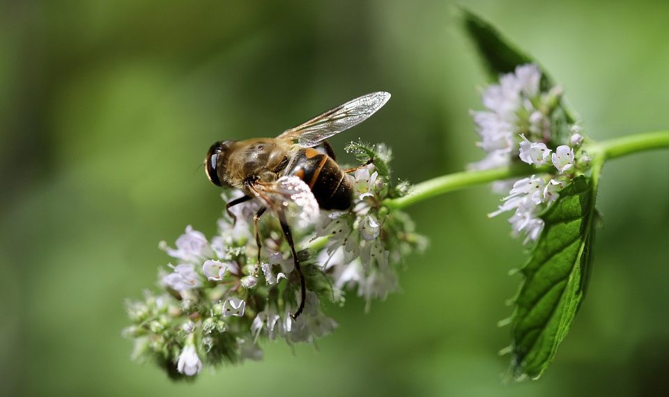 Bee pollinating mint flowers in a garden.