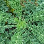 Top view of lush, green kale leaves growing in a garden.