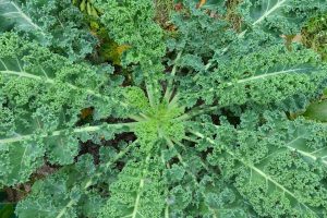 Top view of lush, green kale leaves growing in a garden.