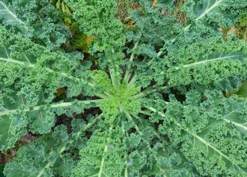 Top view of lush, green kale leaves growing in a garden.