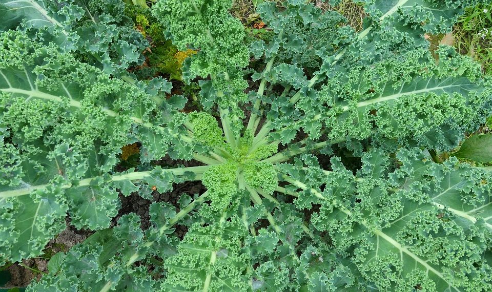 Top view of lush, green kale leaves growing in a garden.