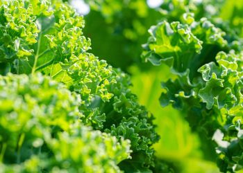Kale leaves in sunlight showing vibrant green color.