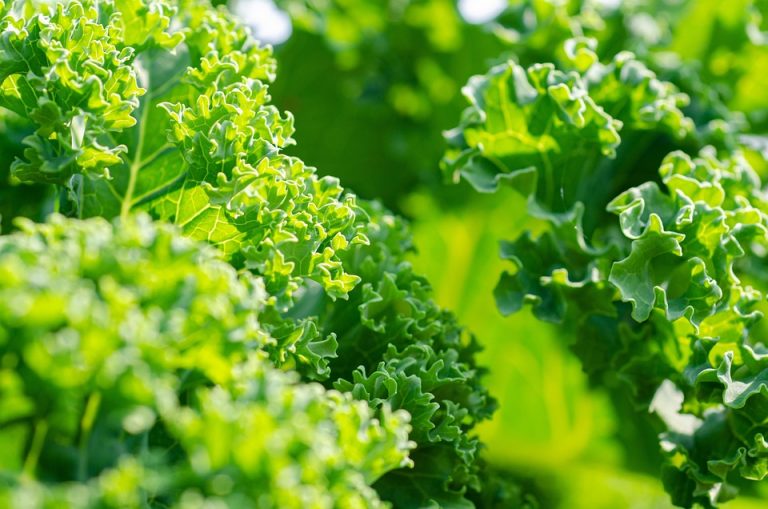 Kale leaves in sunlight showing vibrant green color.
