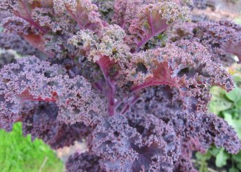 Purple kale leaves in a garden.
