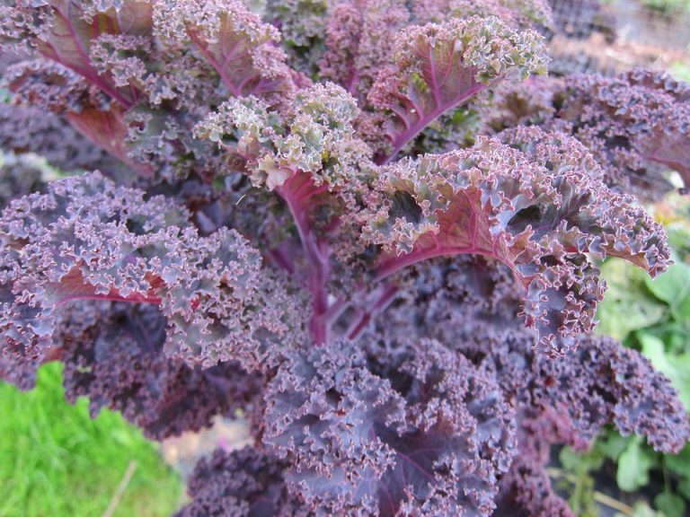 Purple kale leaves in a garden.
