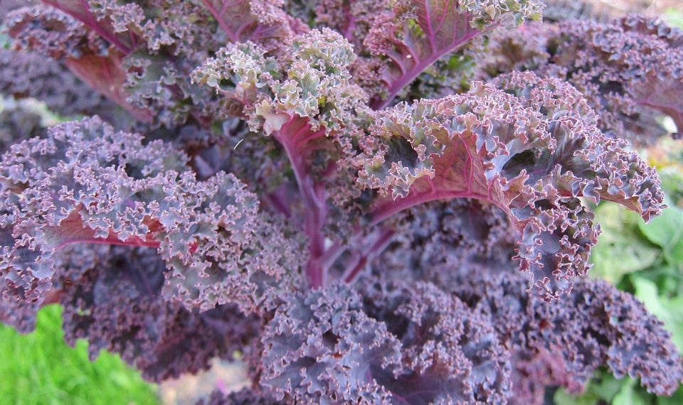 Purple kale leaves in a garden.