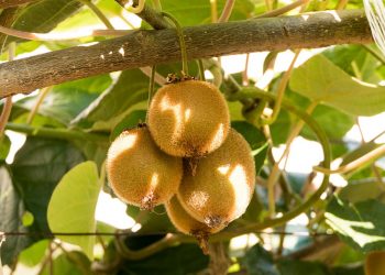 Kiwi fruits hanging from a vine in sunlight.