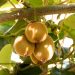 Kiwi fruits hanging from a vine in sunlight.