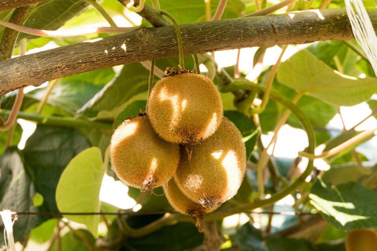 Kiwi fruits hanging from a vine in sunlight.