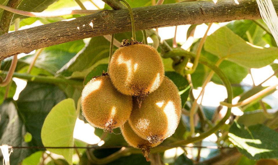 Kiwi fruits hanging from a vine in sunlight.