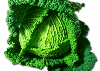 Fresh green cabbage with crisp leaves.