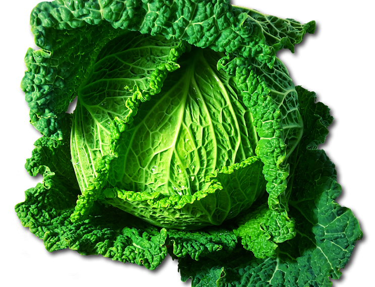 Fresh green cabbage with crisp leaves.