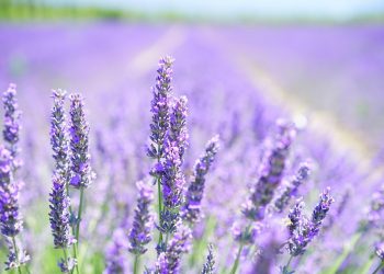 Lavender field in full bloom under a bright sky.