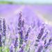 Lavender field in full bloom under a bright sky.