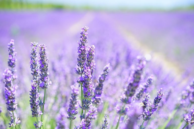 Lavender field in full bloom under a bright sky.