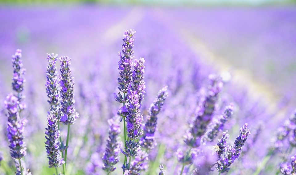 Lavender field in full bloom under a bright sky.