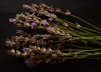 Dried lavender sprigs on a dark wooden surface