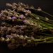 Dried lavender sprigs on a dark wooden surface