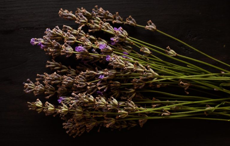 Dried lavender sprigs on a dark wooden surface